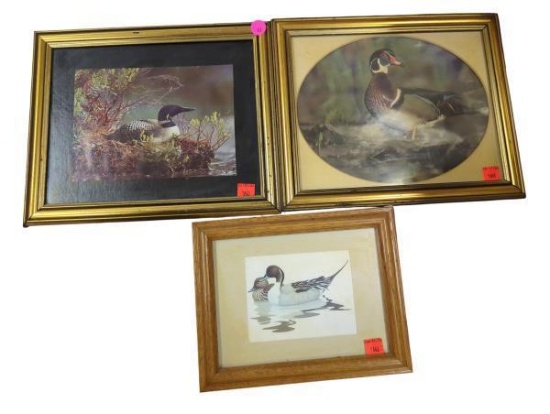 Lot of 3 Framed Bird Prints: Loon, Wood Duck, and Pintail in Various Frames