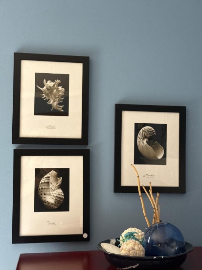 3 Framed Black-and-White Shell Prints ()