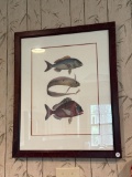 2 Framed Fish Art Prints, , Approximately 20 in x 25 in