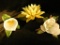 Ruyckevelt Sunrise Water Lily - Lenox Calla Lily - Lenox Magnolia