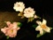 Lenox Celestial Rose - Lenox Lily - Lenox Cattleya Orchid