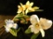 Ruyckevelt Angelica Orchid - Lenox Iris - Ruyckevelt Angel Bells Orchid