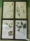 Group of 4 Framed Pressed Flower Samples - 18