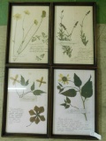 Group of 4 Framed Pressed Flower Samples - 18