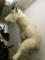 Taxidermy - Mountain Goat - Wall Hung Mount