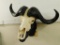 Taxidermy - Cape Buffalo Skull and Horns - Wall Hung Mount - European Mount