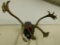 Taxidermy - Reindeer / Caribou Horns with Velvet - Wall Hung Mount