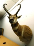 Taxidermy - Western Prong Deer - Wall Hung Mount