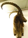 Taxidermy - Ibex - Wall Hung Mount