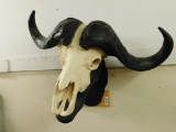 Taxidermy - Cape Buffalo Skull and Horns - Wall Hung Mount - European Mount