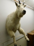 Taxidermy - Mountain Goat - Wall Hung Mount