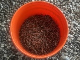 Bucket of Nails
