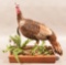 Full Mounted Wild Turkey on base