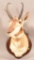 Shoulder Mounted Antelope
