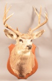 5x5 Shoulder mounted Mule Deer