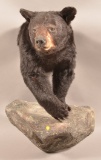 Shoulder Mounted Black Bear