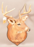 Shoulder Mounted 7pt Buck