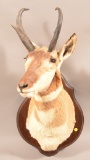 Shoulder Mounted Antelope