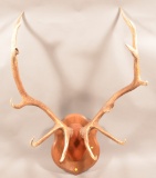6x6 Elk Antlers