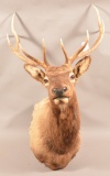 5x5 Shoulder Mounted Elk