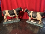 True Type Holstein Friesian Cow and Bull Display
