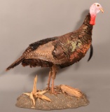 Taxidermy Full-Bodied Wild Turkey