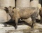 Tan Crossbred Cow
