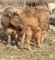 Brown Crossbred Cow w/ Calf