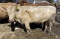 White Crossbred Cow