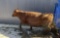 Red Crossbred Cow