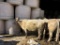 White Crossbred Cow
