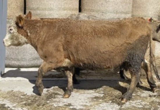 Red & White Crossbred Cow