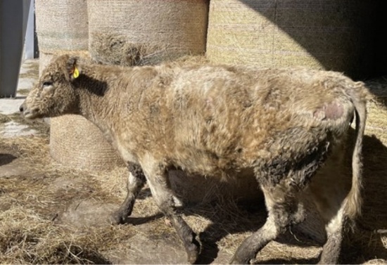 White Crossbred Cow with Bull Calf