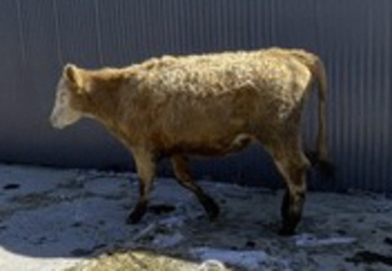 White & Tan Crossbred Cow