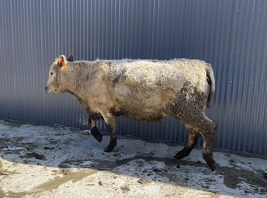 White Crossbred Cow