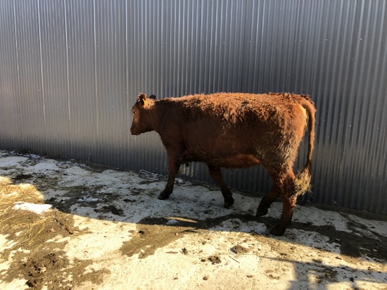 Brown Crossbred Cow
