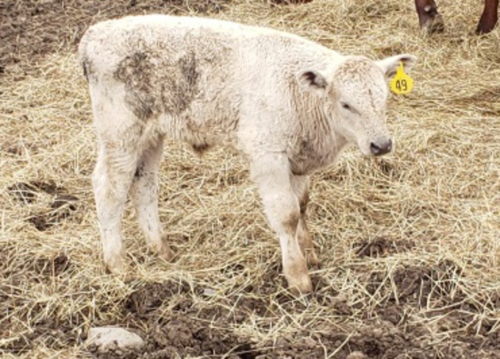 White Crossbred Cow with Calf