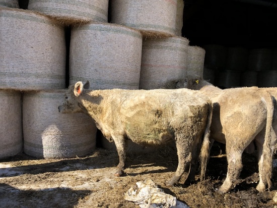 White Crossbred Cow