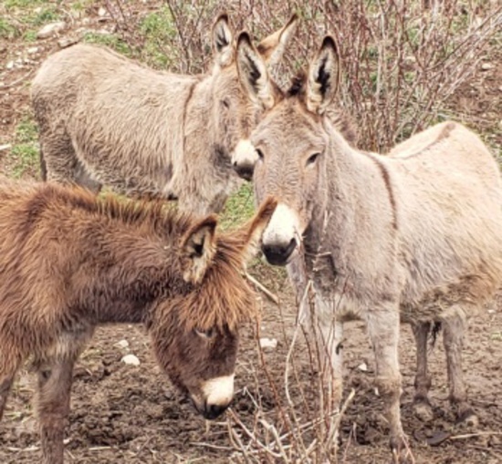 Jenny with Foal