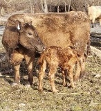 Brown Crossbred Cow w/ Calf