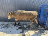 White Crossbred Cow