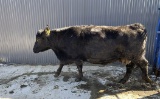 Black Crossbred Cow