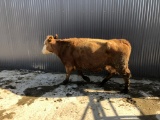 Red/White Crossbred Cow
