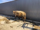Tan/White Crossbred Cow