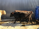 Black Crossbred Cow