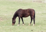 Standardbred Mare