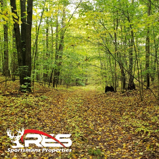 Absolute 80 Acre Wooded Hunting Property Auction