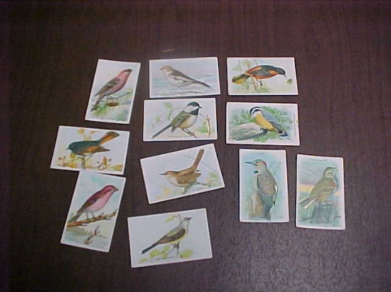 Lot of antique Church & Dwight bird cards