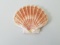 Fantastic seashell