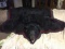 Black Bear Rug